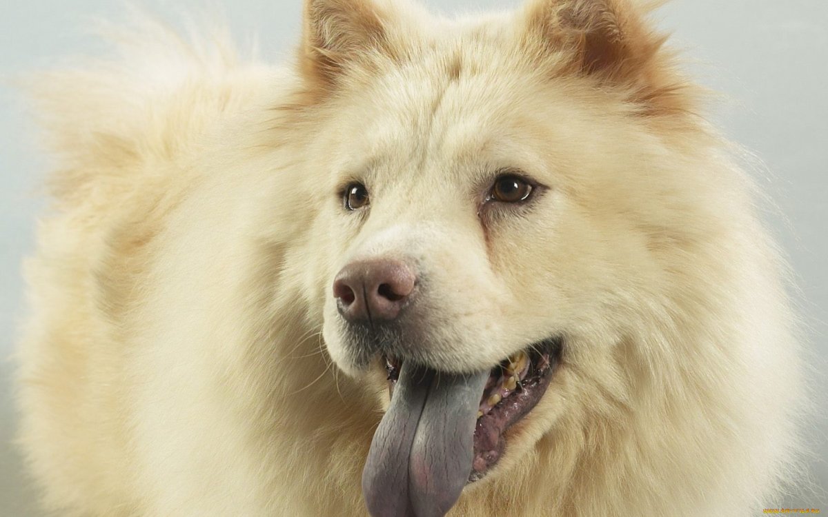 Чау чау новый год