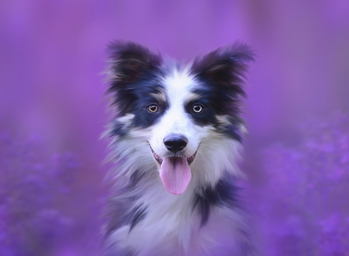 Лавандовая бордер колли
