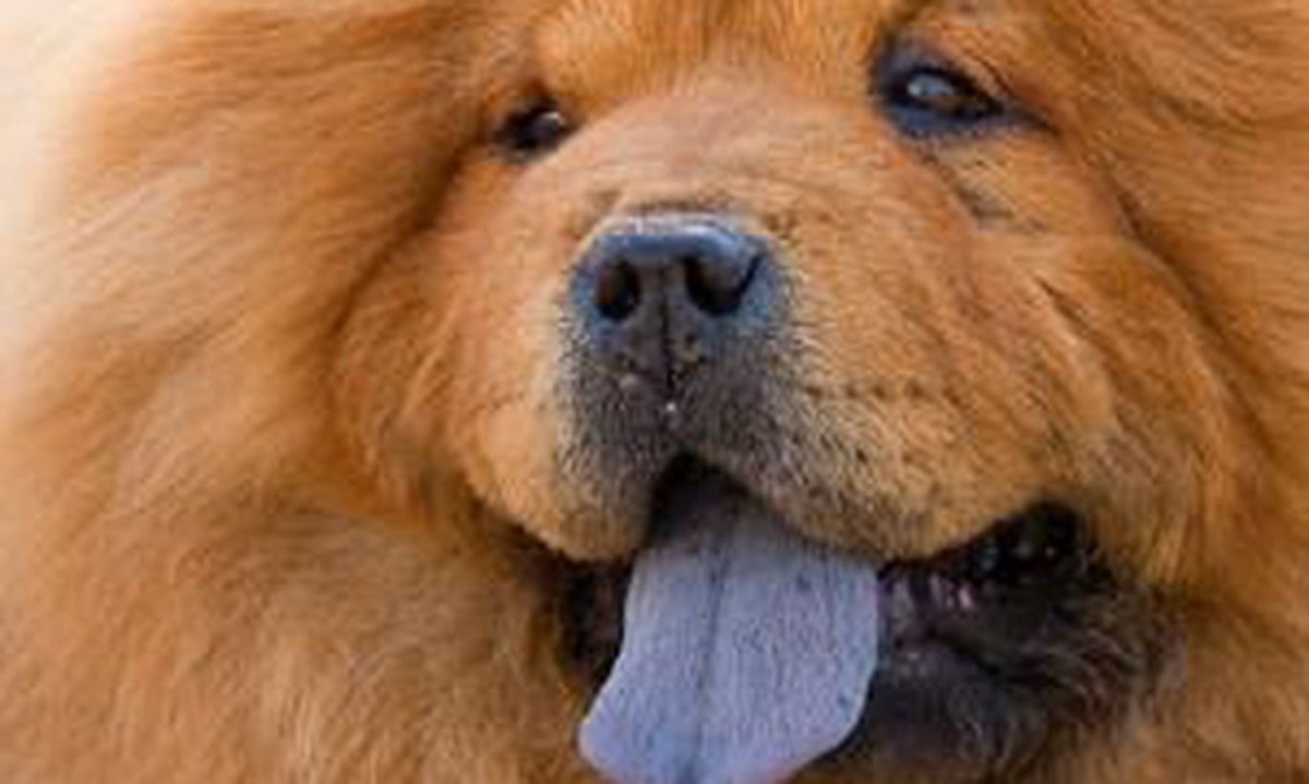 Щенки чау-чау