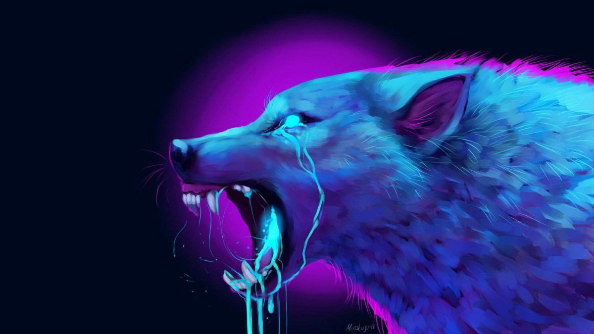 Бордер-колли фото