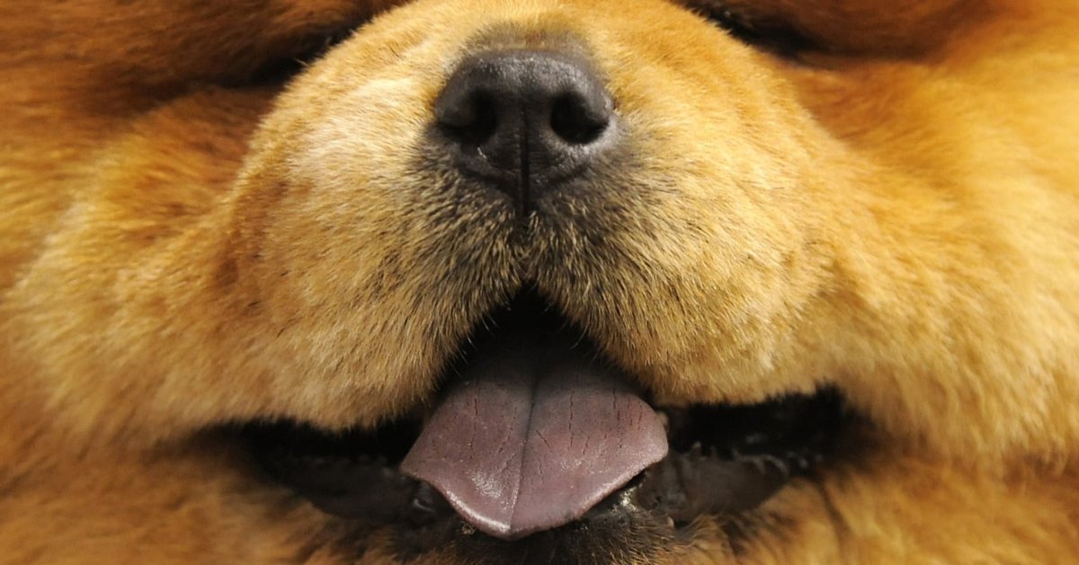 Бордер колли лиловый