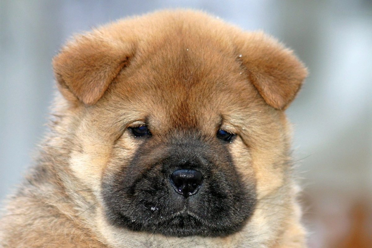 Метис чау-чау