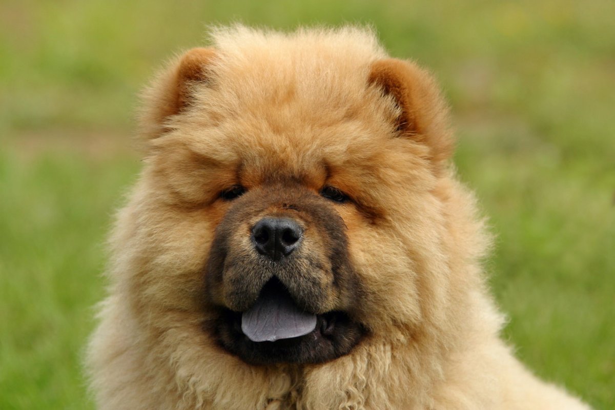 Чау-чау собака щенок