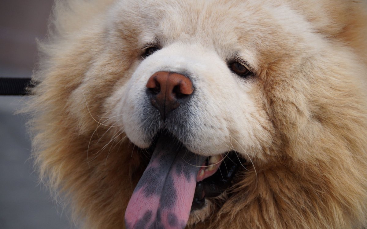 Чау-чау собака язык