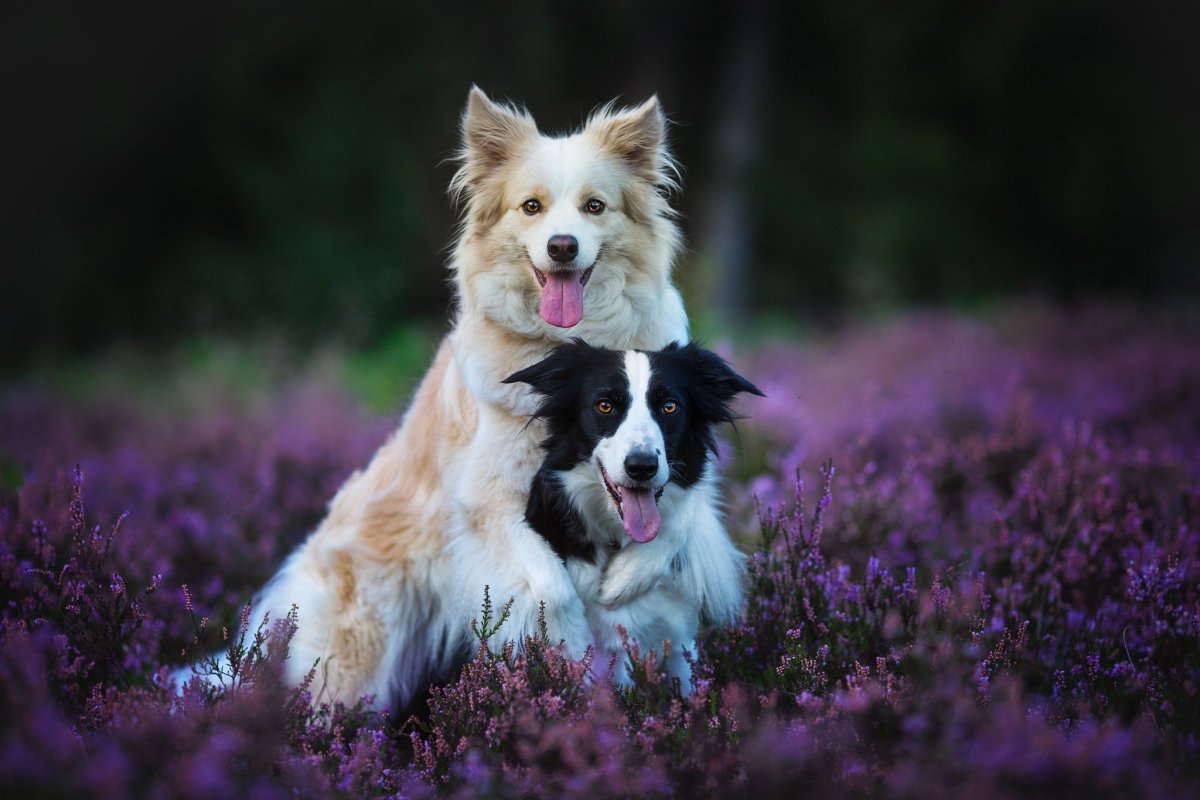 Бордер колли короткошерстный