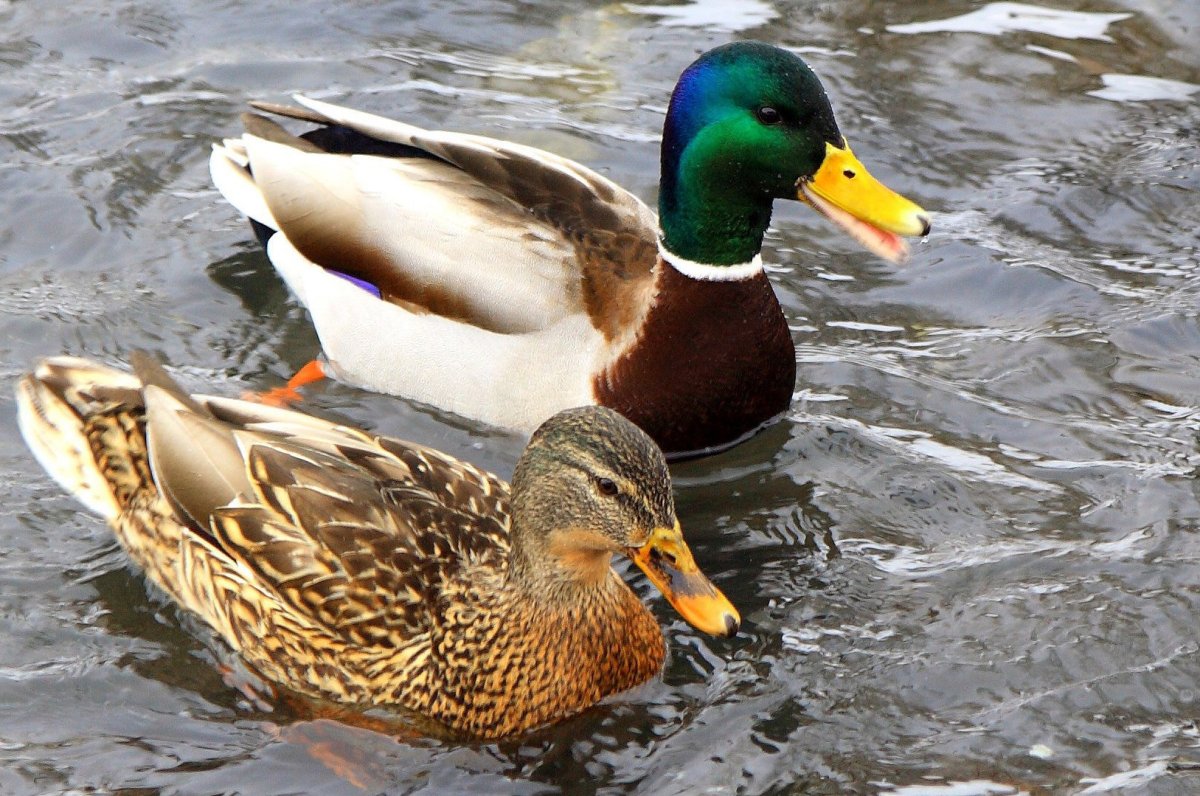 Смешной Гусь