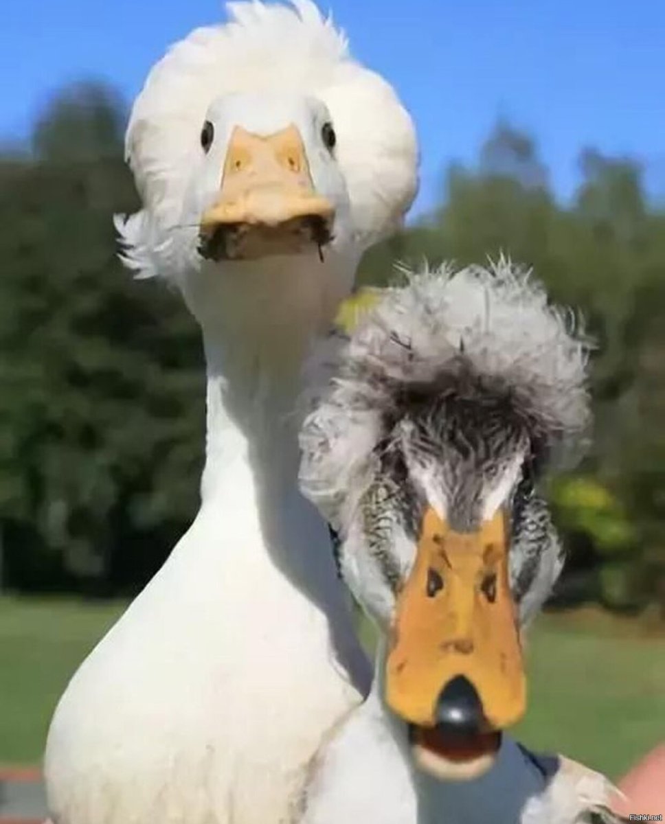 Утенок карабкается вверх