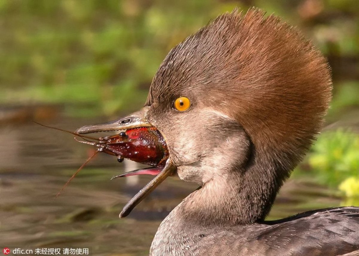 Утка с открытым ртом