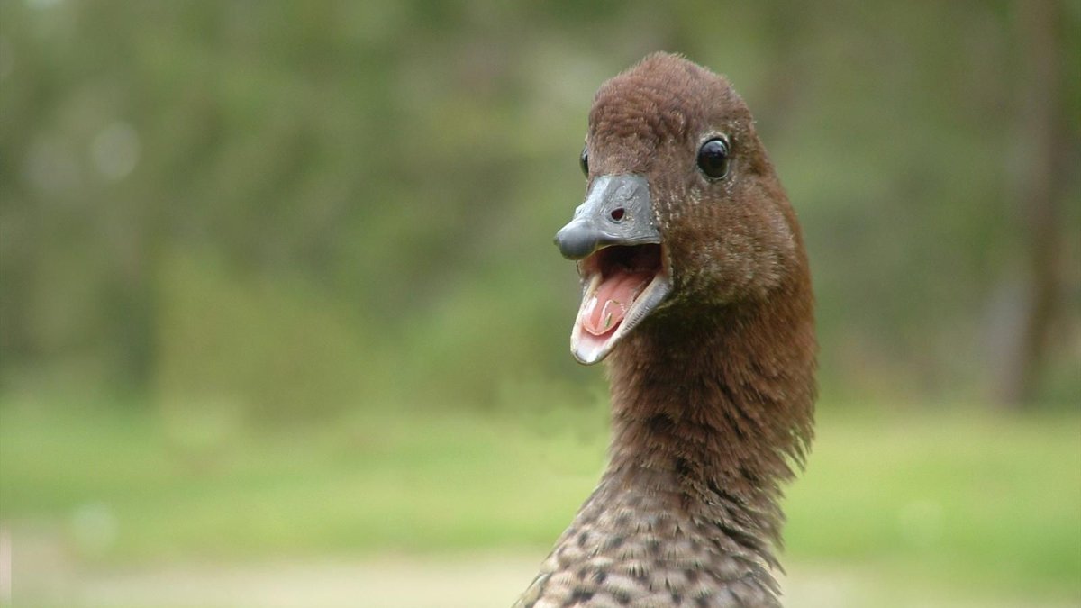 Смешные уточки