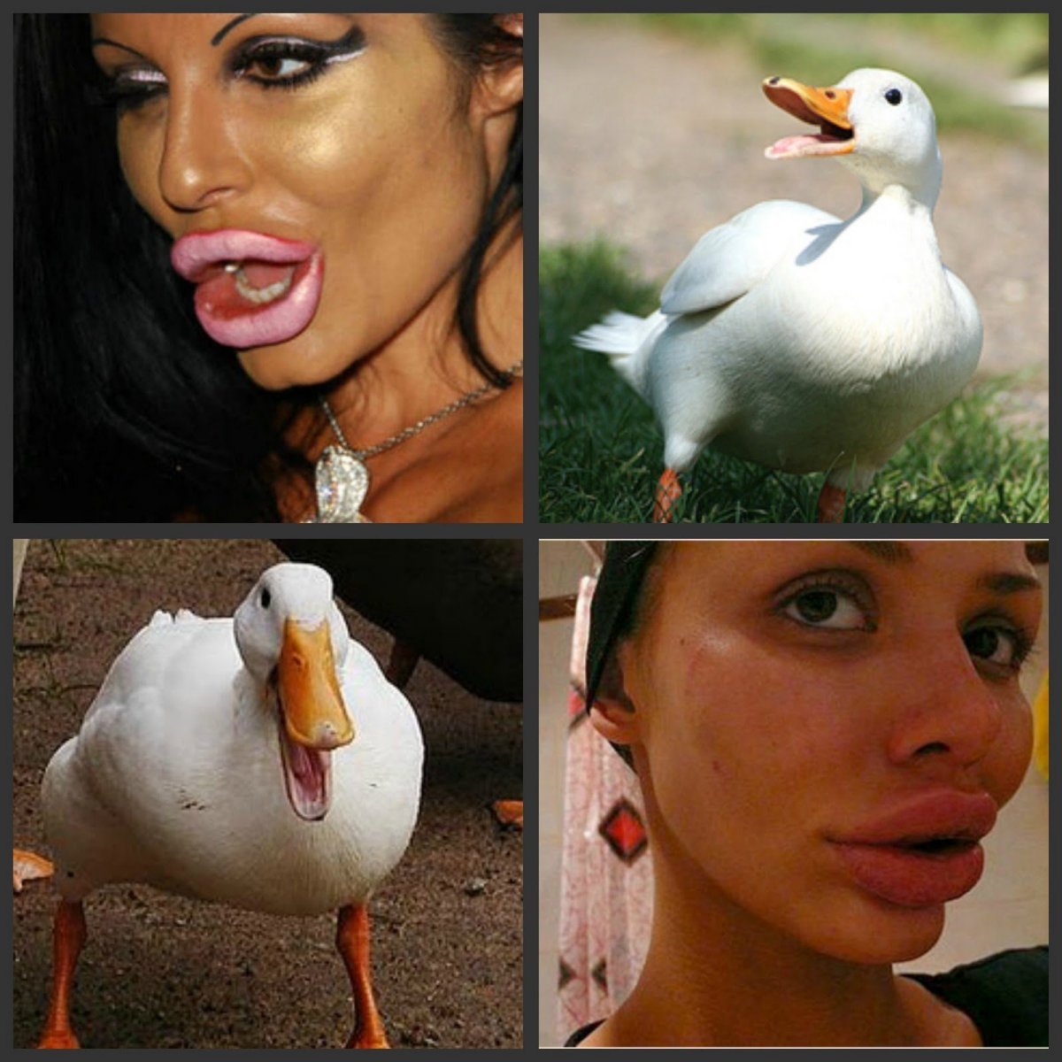 Гусь прикол