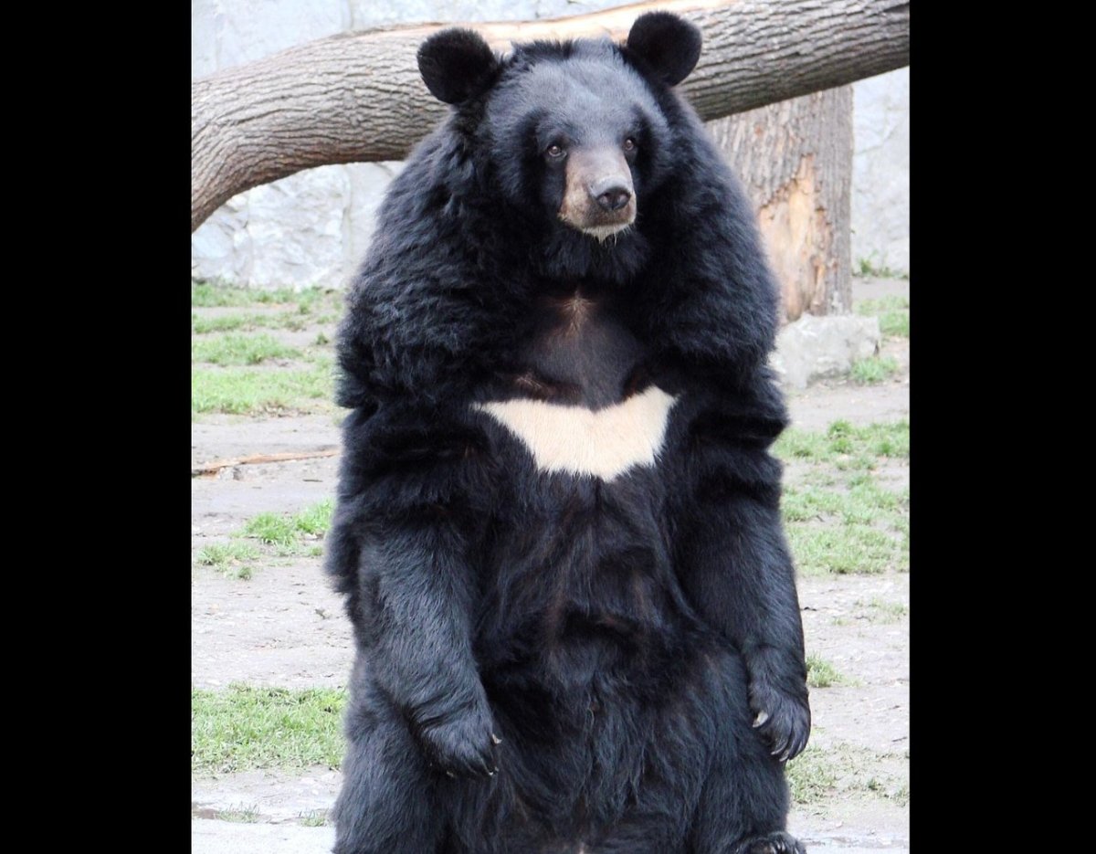 Гималайский медведь ареал