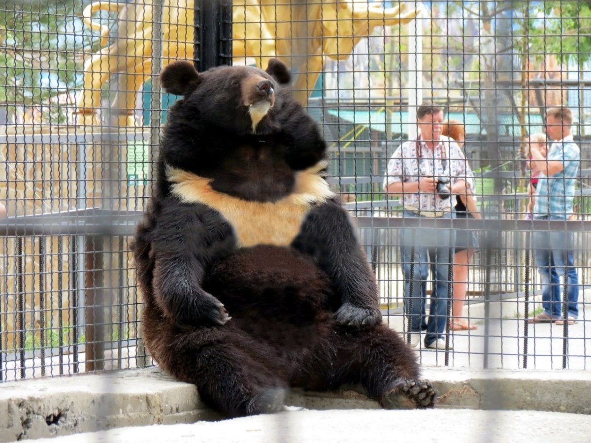 Гималайский медведь сафари парк Тайган