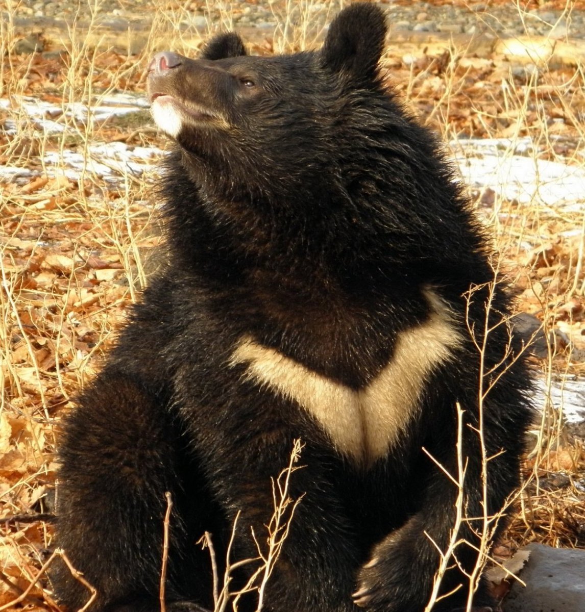 Гималайский белогрудый медведь