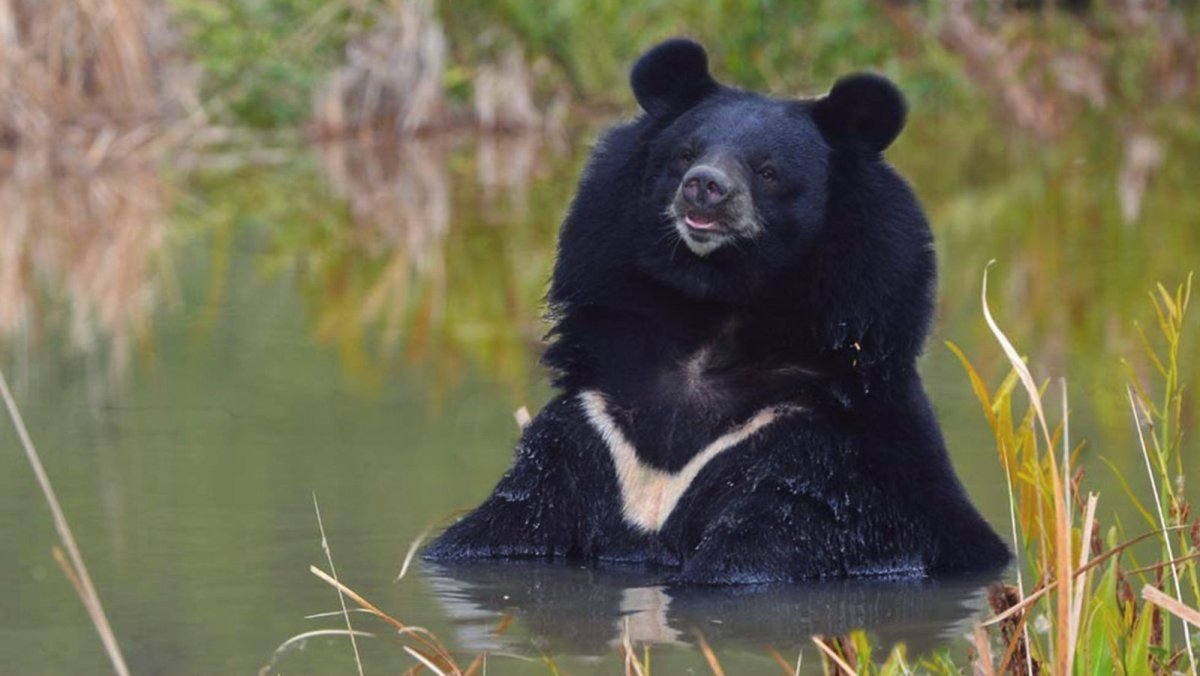 Белогрудый медведь фото
