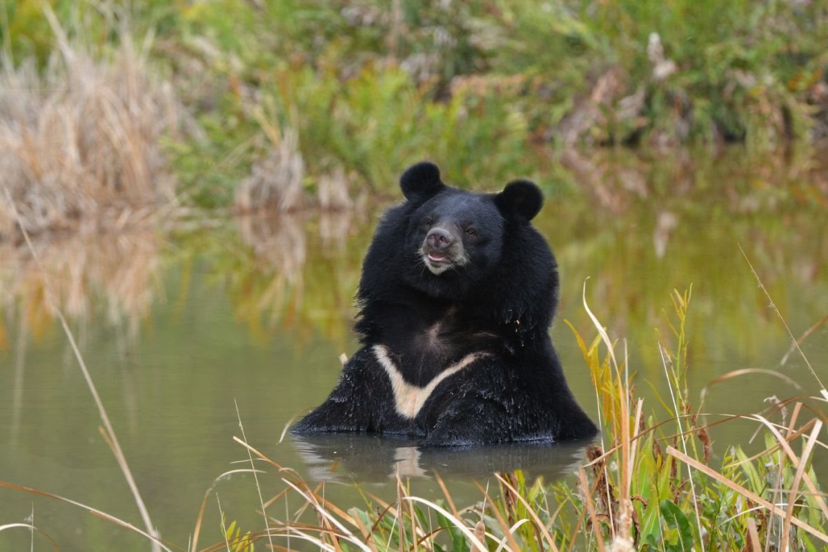 Черный медведь с белым воротником
