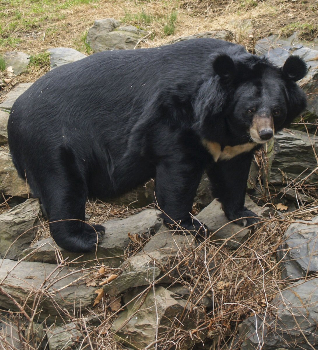Китай Гималайский медведь
