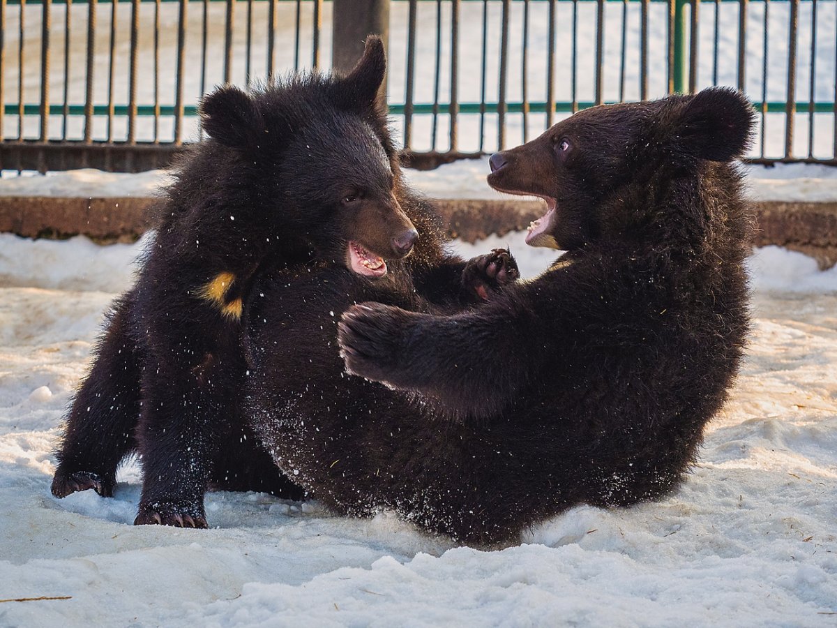 Гималайский медведь сидит
