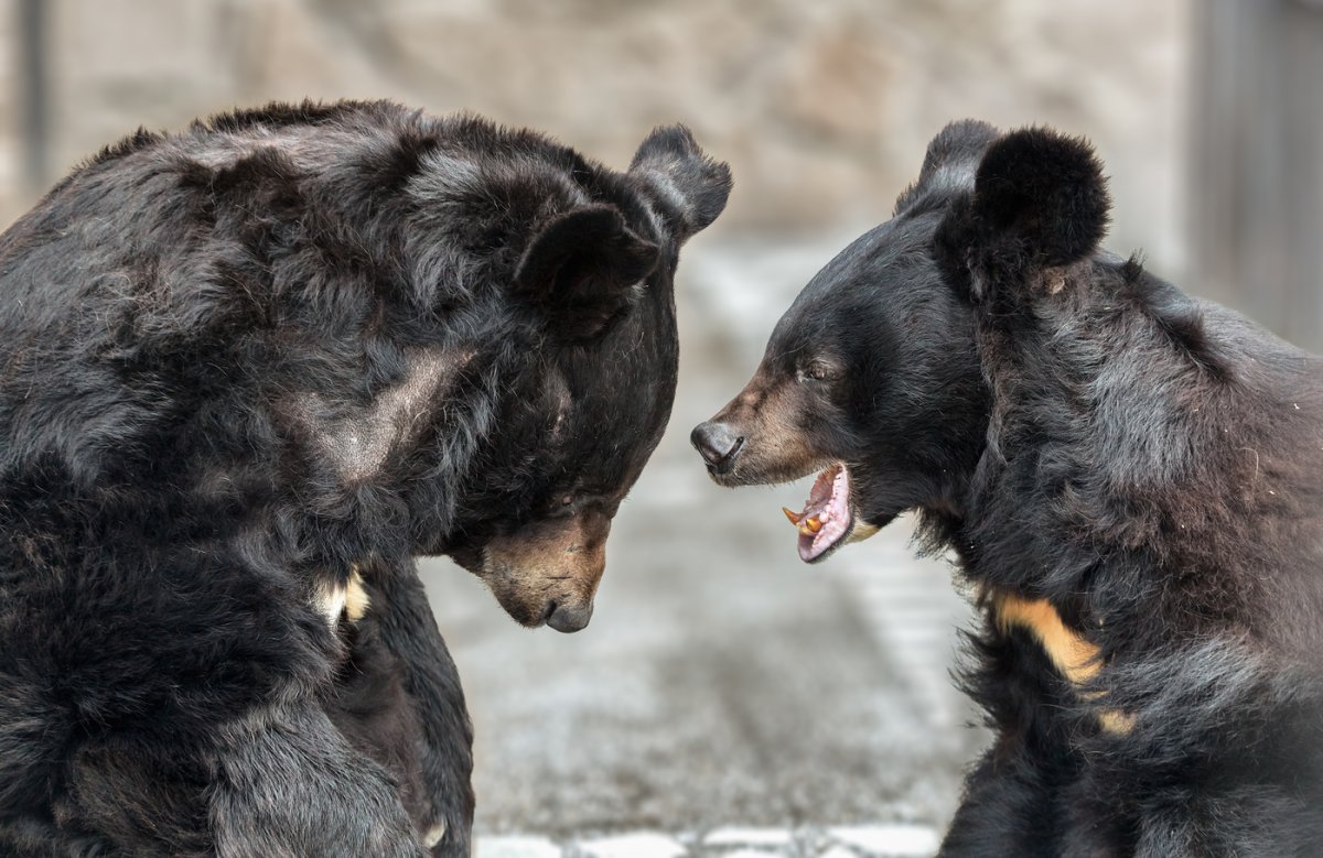 Уссурийский белогрудый медведь