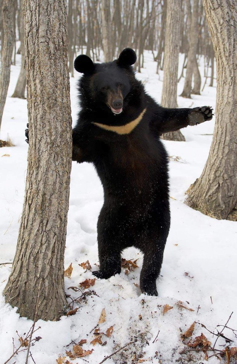Медвежонок гималайского медведя