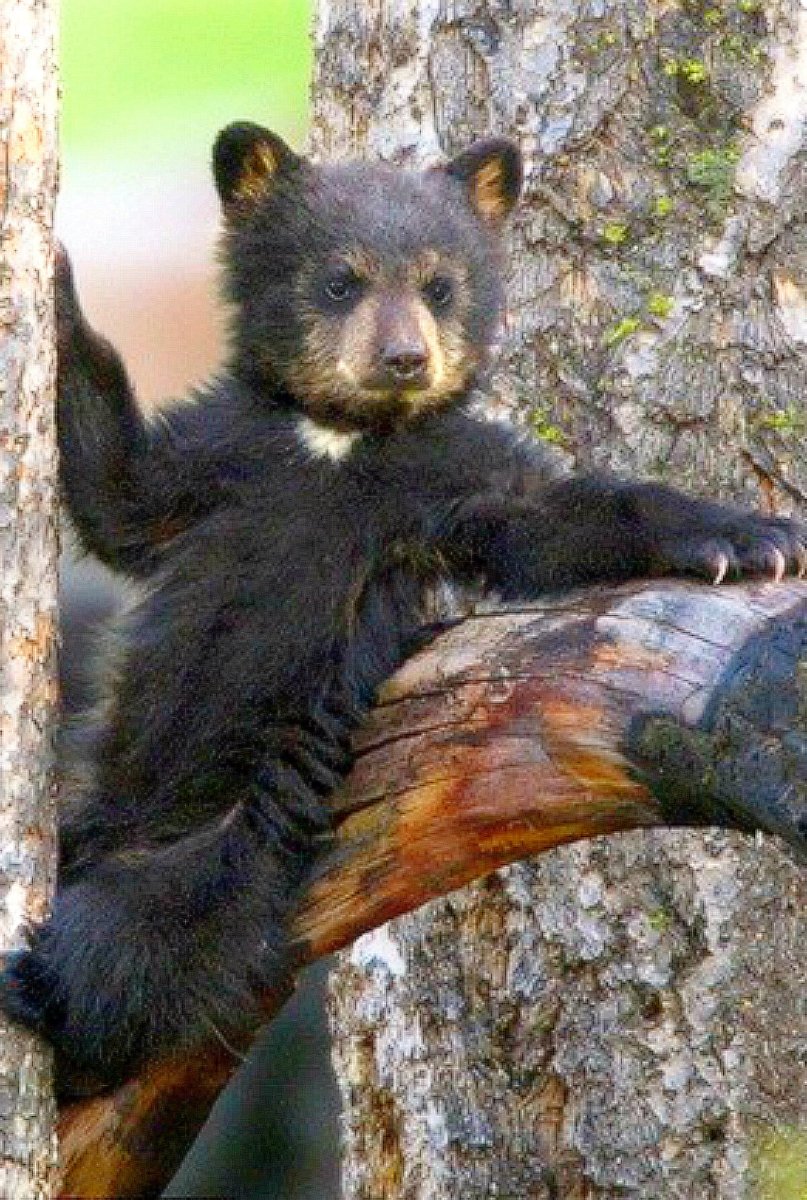 Золотистый Гималайский медведь
