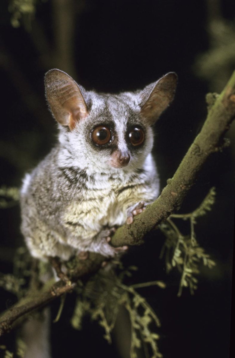 Габонский галаго