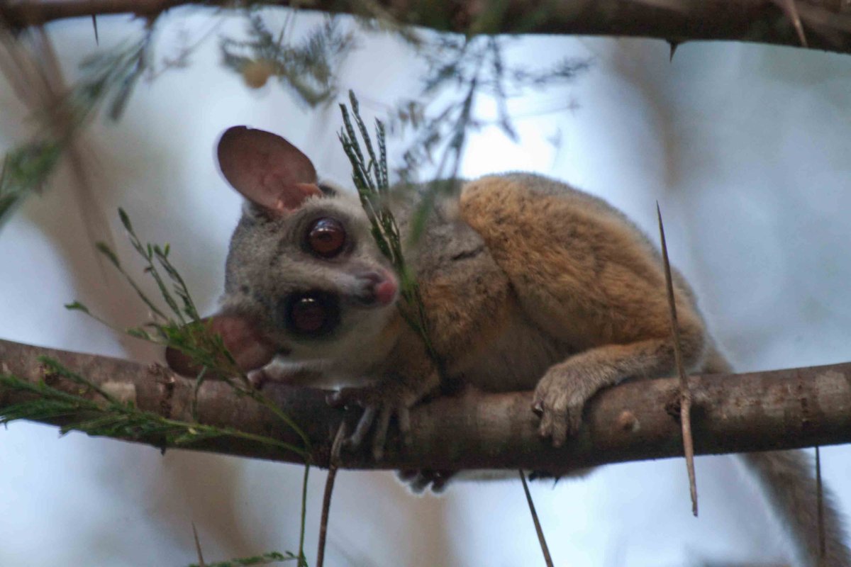 Кольцехвостый (кошачий) лемур