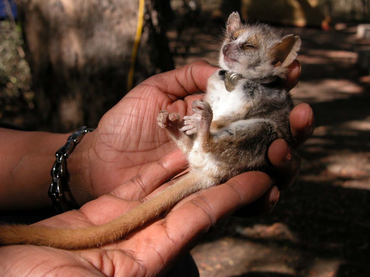 Маленькие зверьки живущие в дом