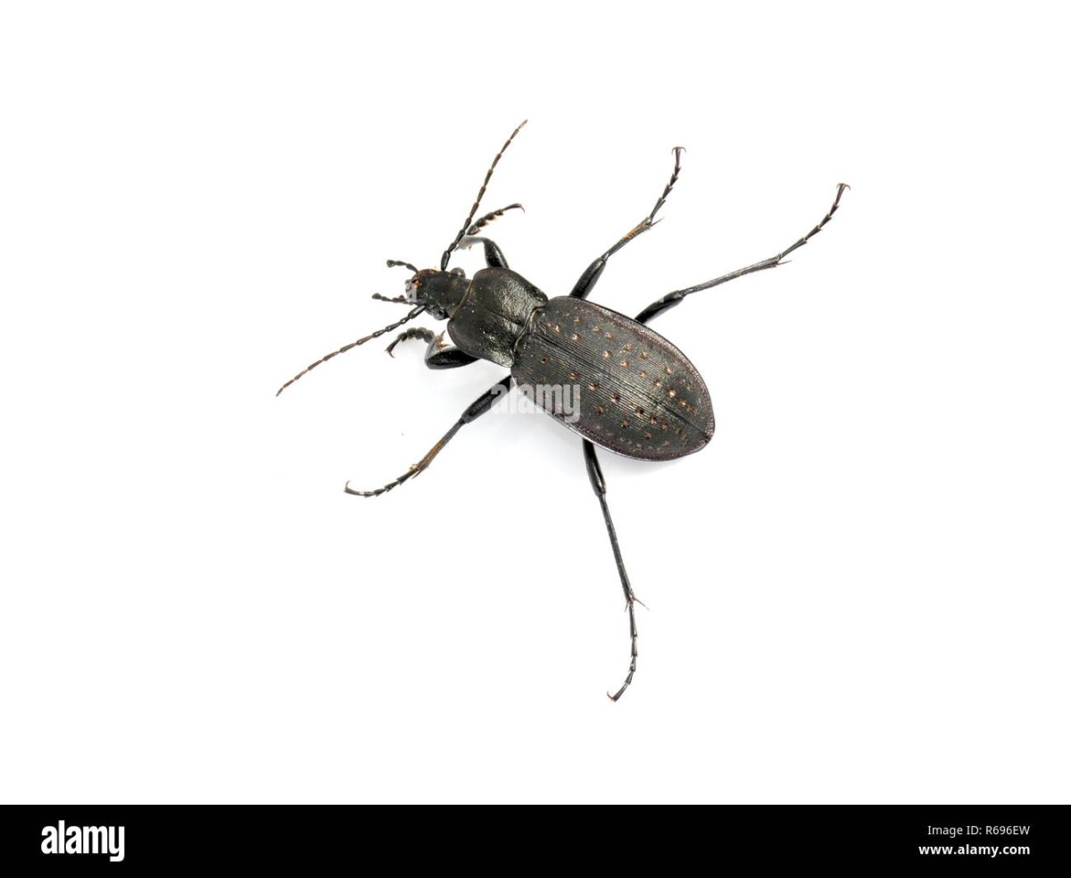 Жук Земляной на белом фоне леса картинки для детей