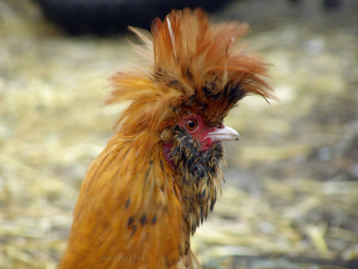 Курица рыжая хохлатая