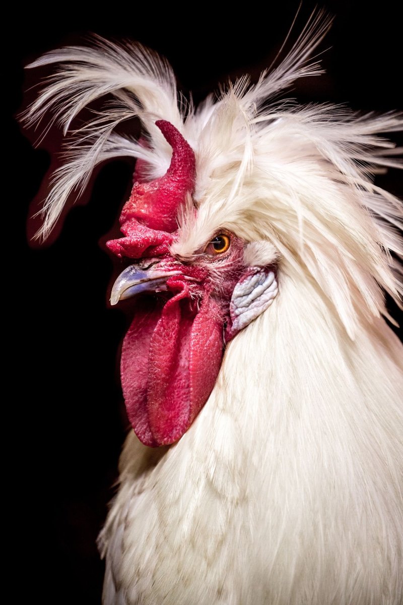 Морда курицы