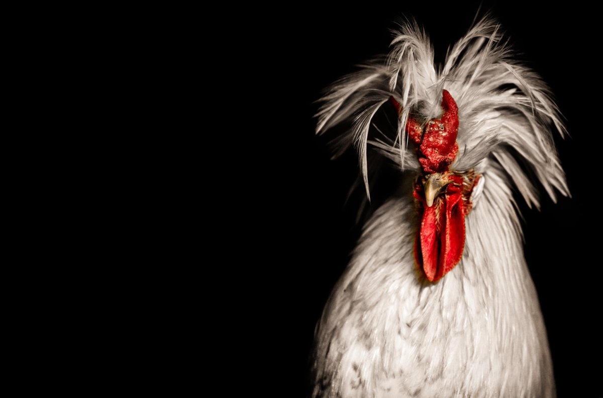 Петух на заставку