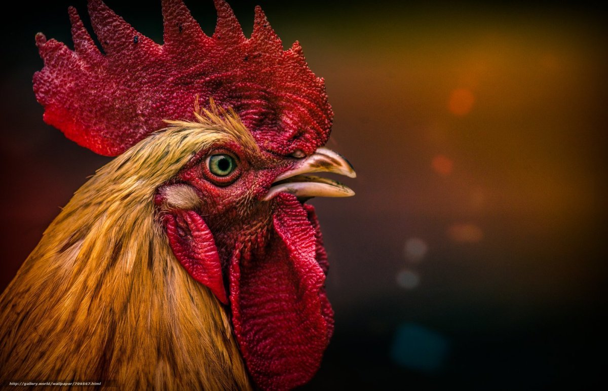 Петух Петухович