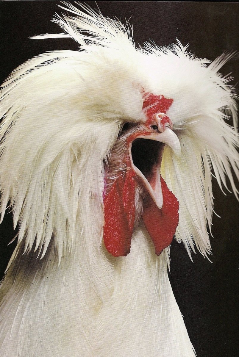 Смешной петух