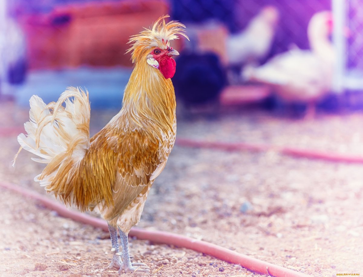 Мокрая курица