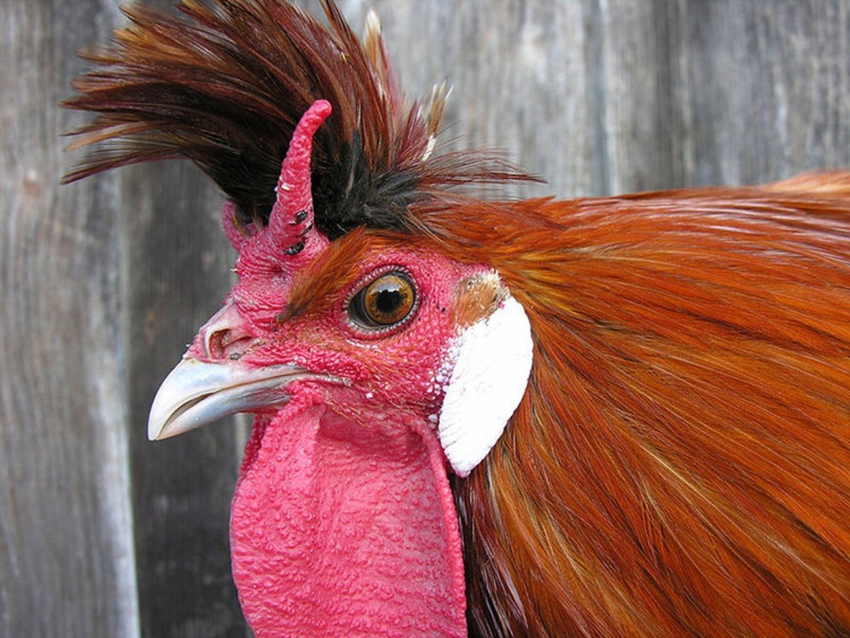 Рогатая курица