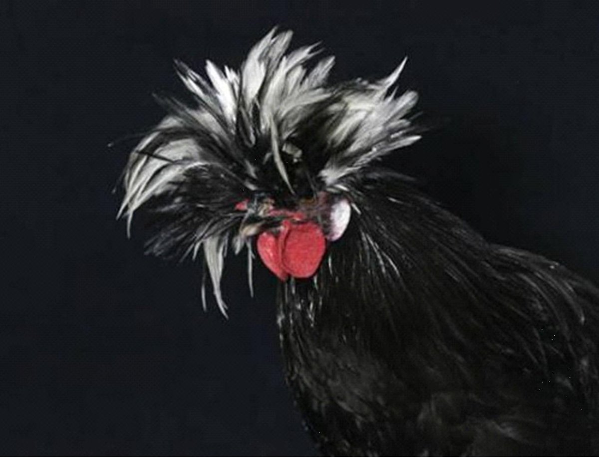 Куры с перьями на голове