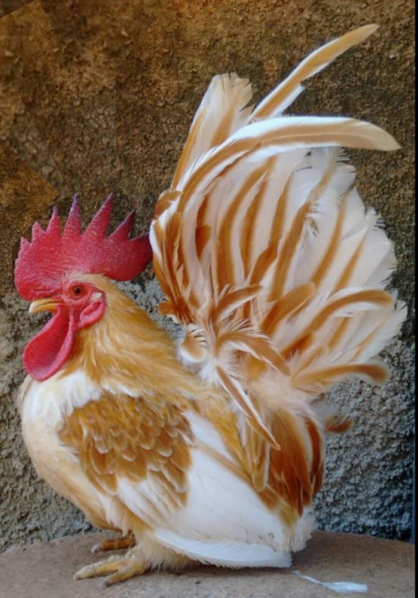 Шабо порода кур