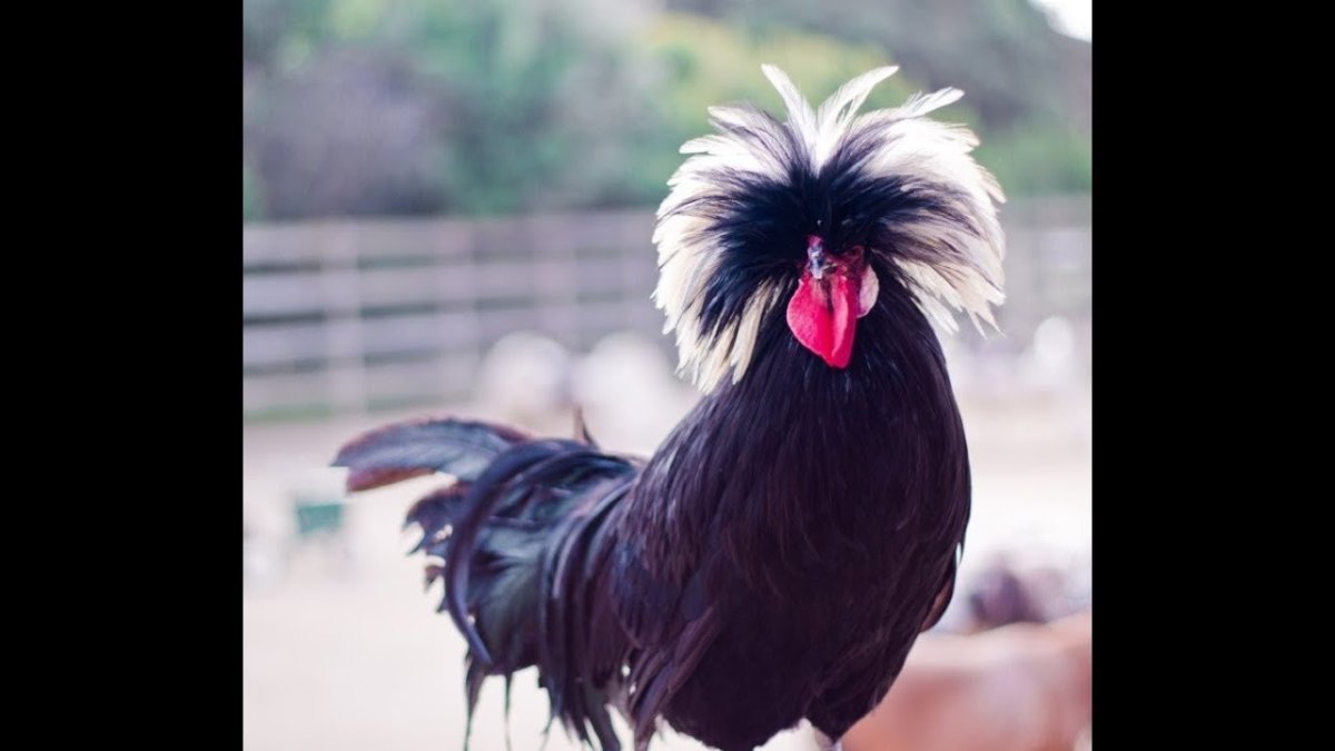 Черная хохлатая Курочка