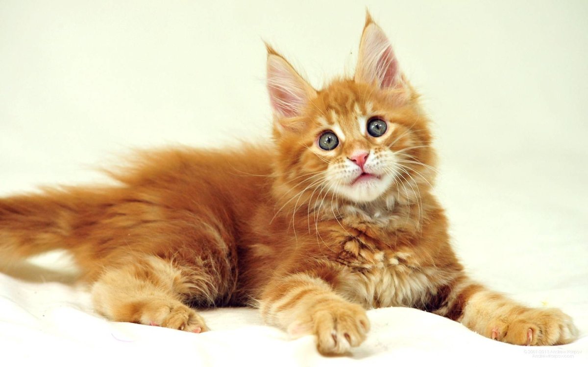 Мейн кун рыжий