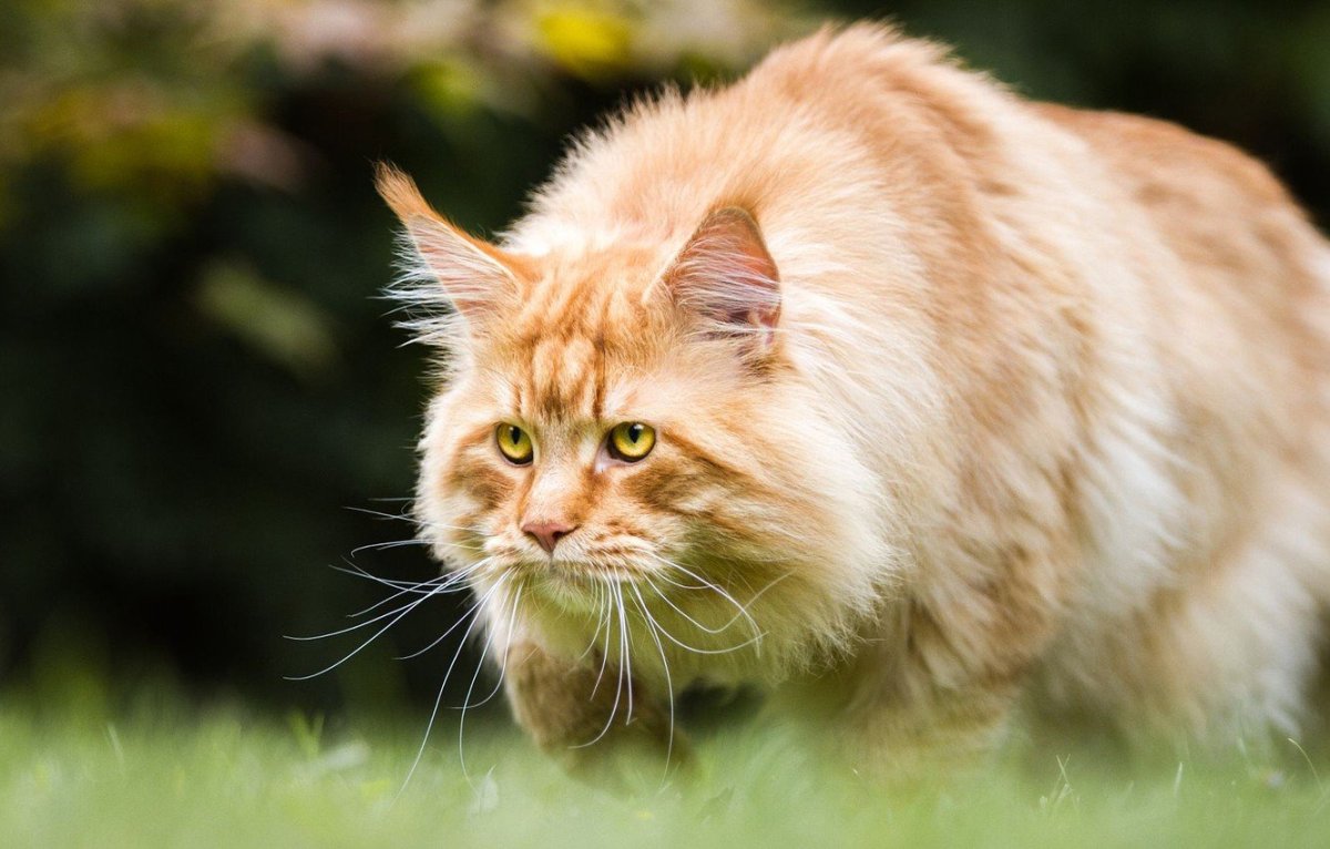 Рыжий кудрявый кот