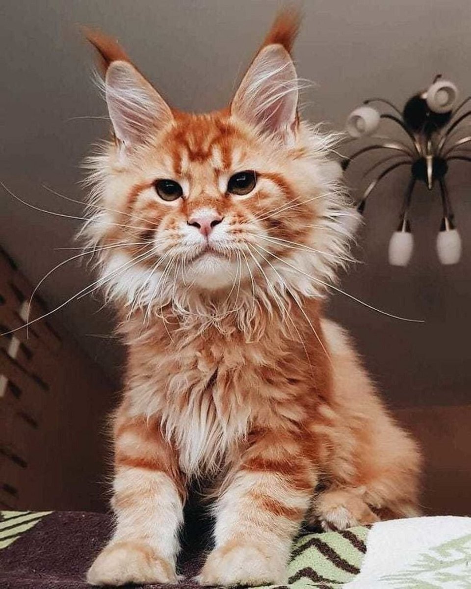 Скоттиш страйт Хосико