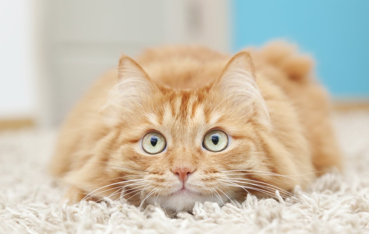 Сибирская кошка рыжая короткошерстная