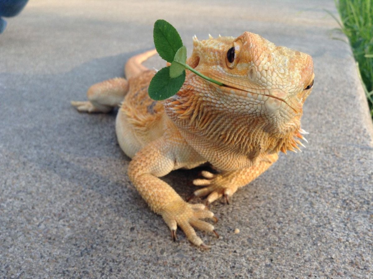 Молох колючий дьявол