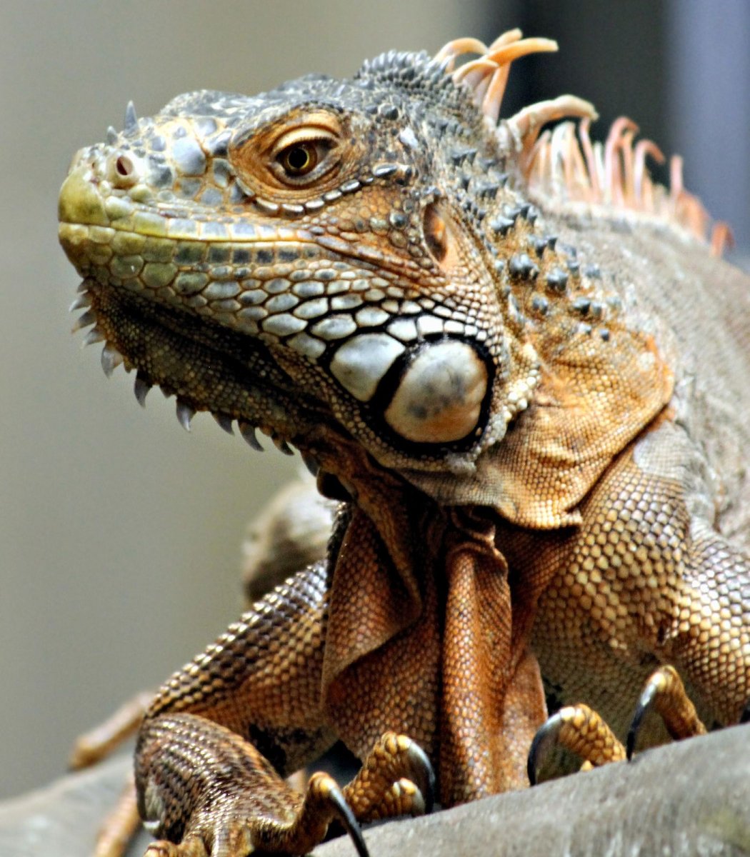 Геккон Молох