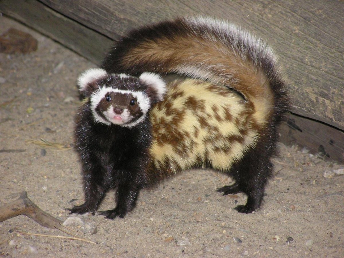 Новосибирский зоопарк перевязка