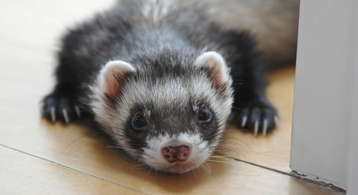 Домашний хорек фретка