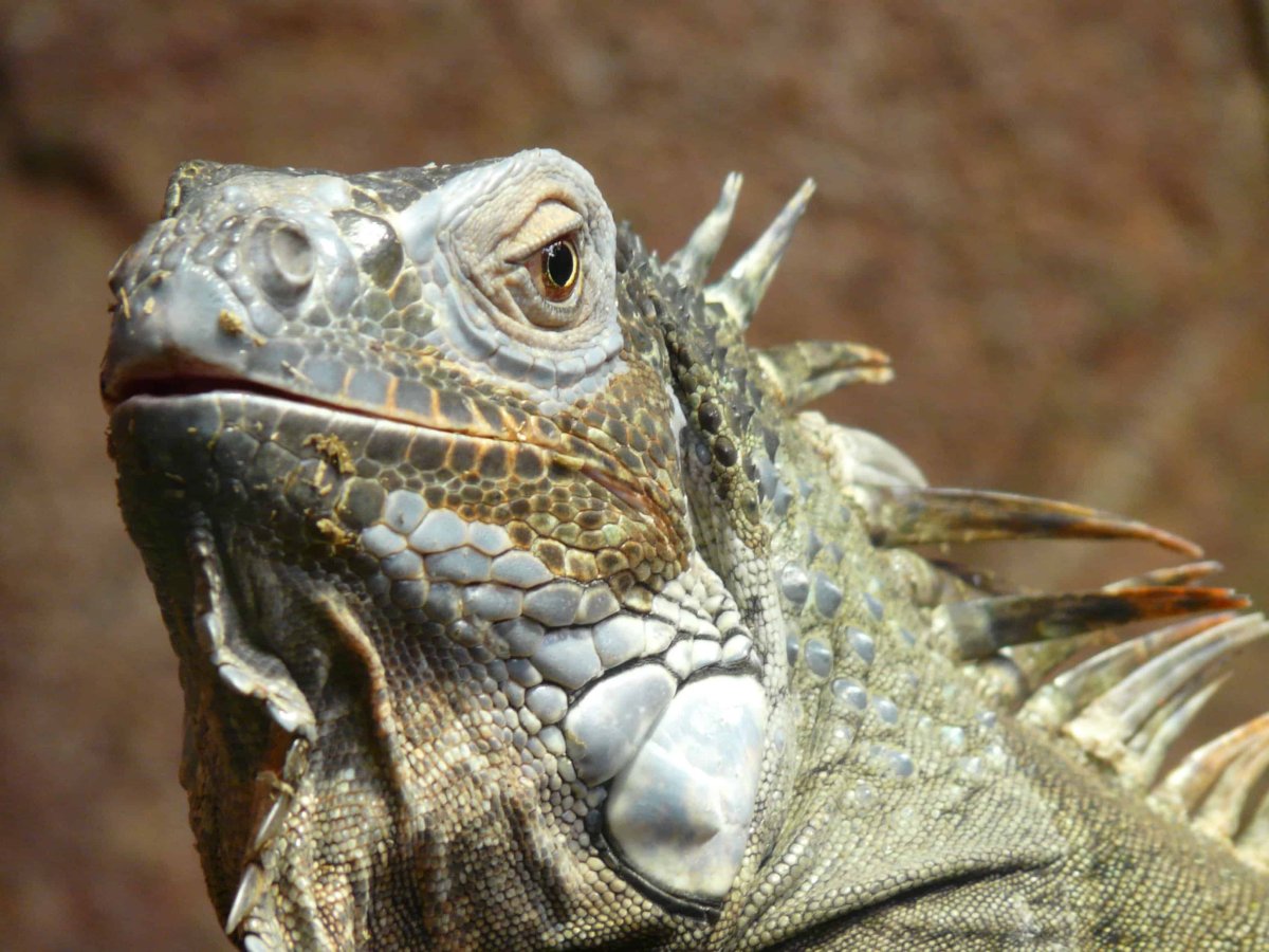 Ящерица агама Ситана