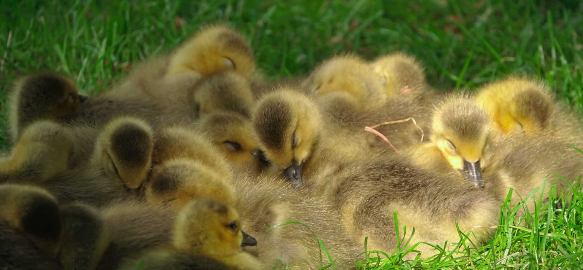 Линдовские гусята