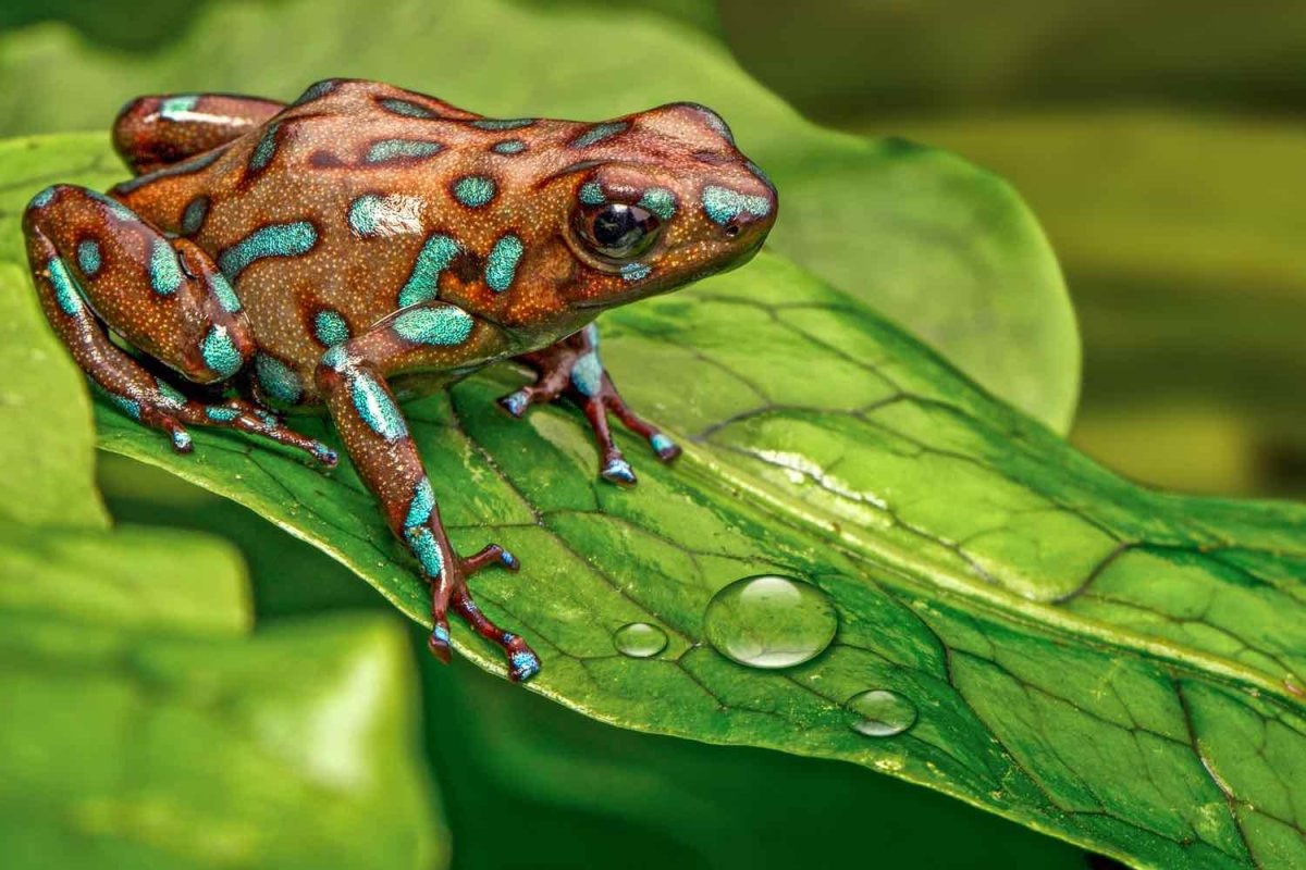 Индийская пурпурная лягушка