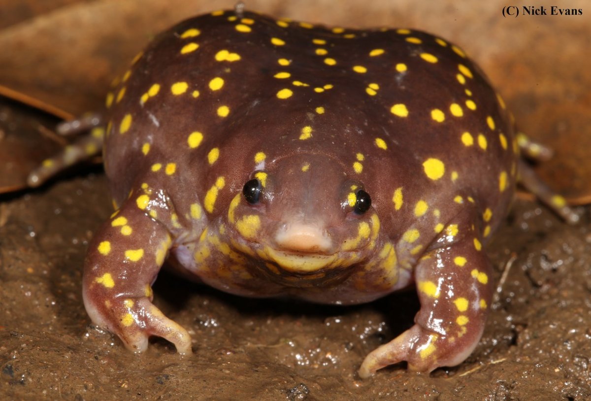 Карликовая квакша лягушка